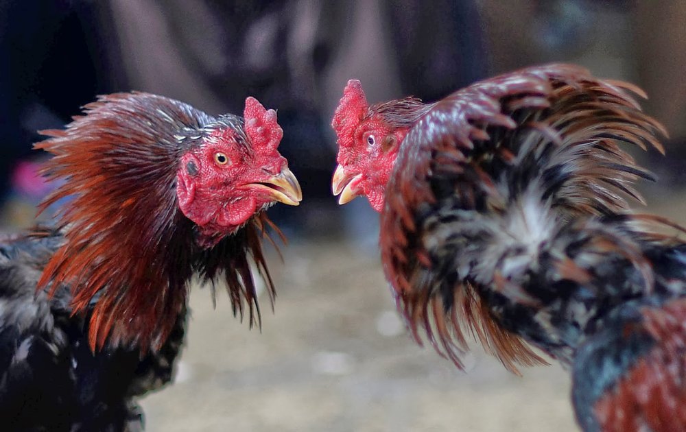 Tips untuk Memenangkan Sabung Ayam Online