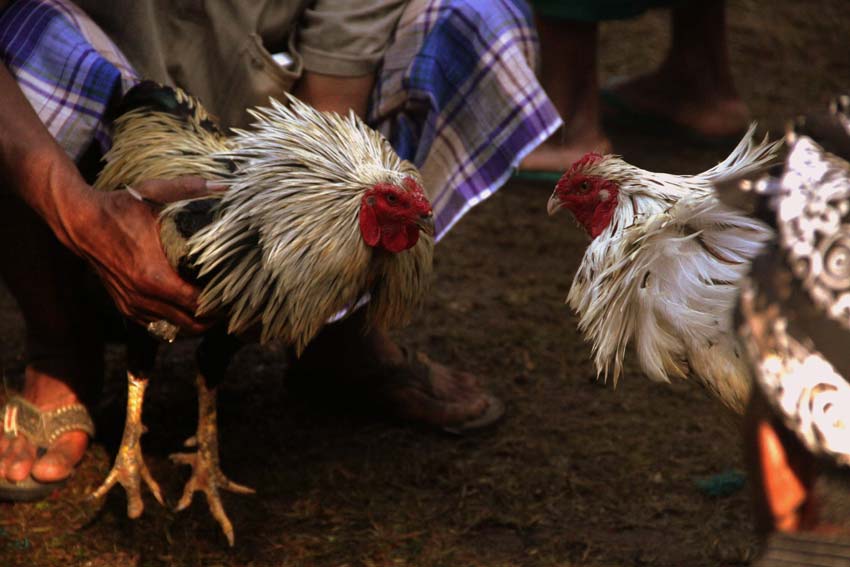 Beberapa Hal Mengenai Ayam Jago Yang Pantas Anda Ketahui