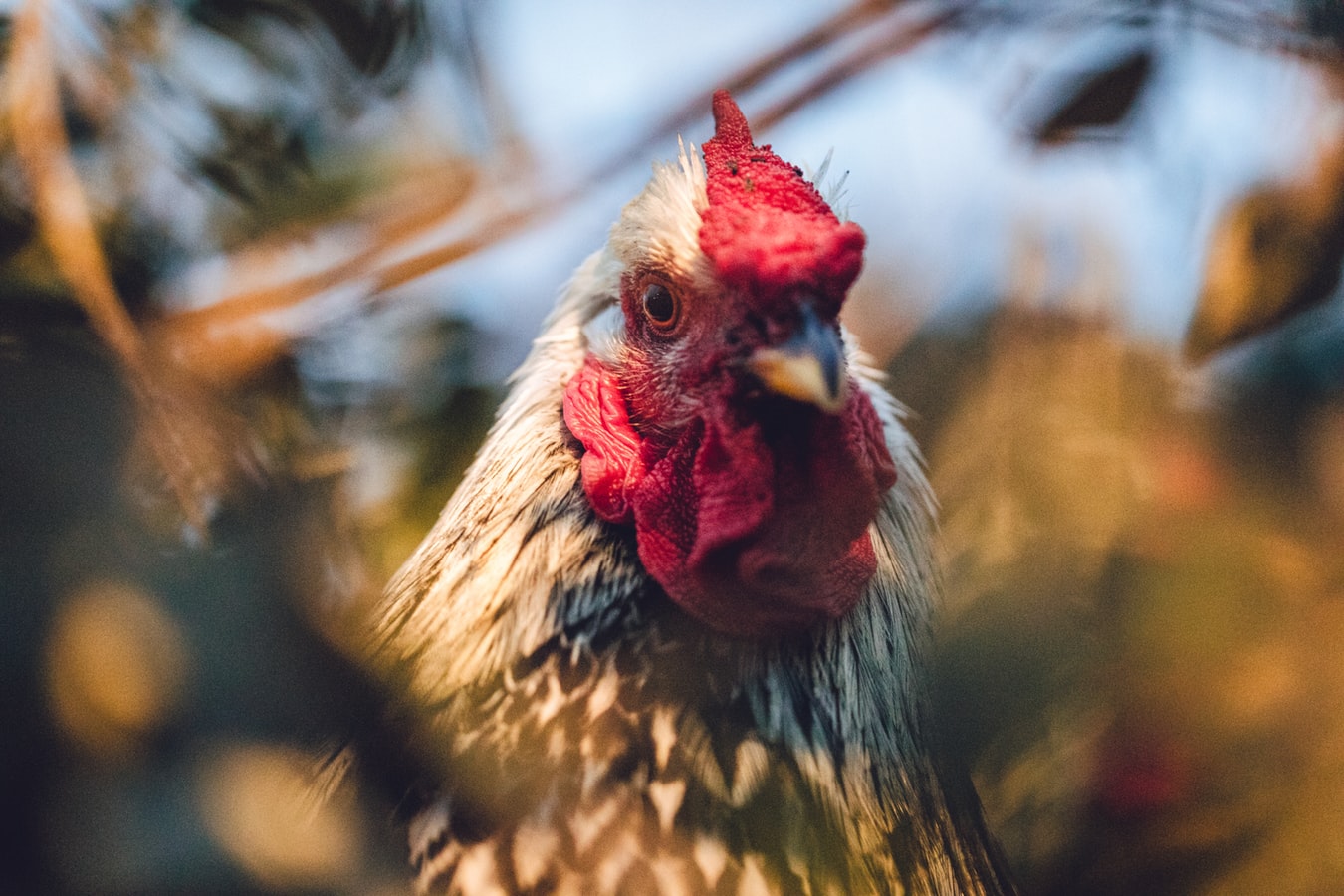 Persiapan Untuk Menjalankan Judi Sabung Ayam S128